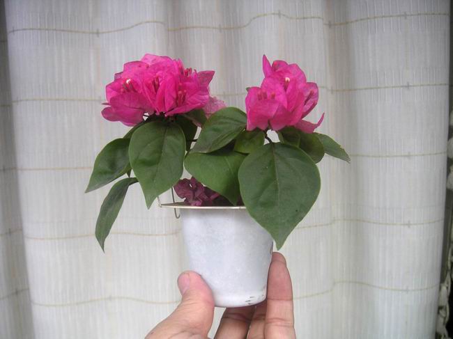 ������̨�ϵ�Ҷ�ӻ�������÷��