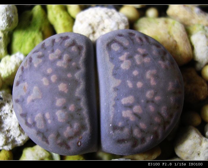 [��ƪ��ֲ��¼]żҲ��PG��������ӭ�����ģ���P9����һ�θ���!��