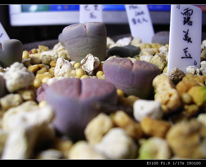 [��ƪ��ֲ��¼]żҲ��PG��������ӭ�����ģ���P9����һ�θ���!��