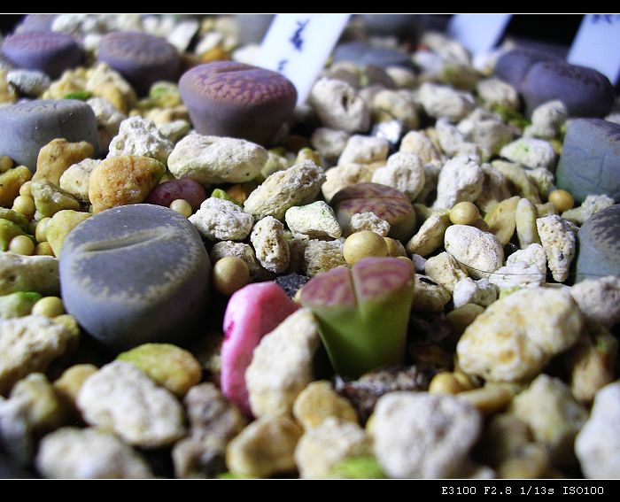 [��ƪ��ֲ��¼]żҲ��PG��������ӭ�����ģ���P9����һ�θ���!��