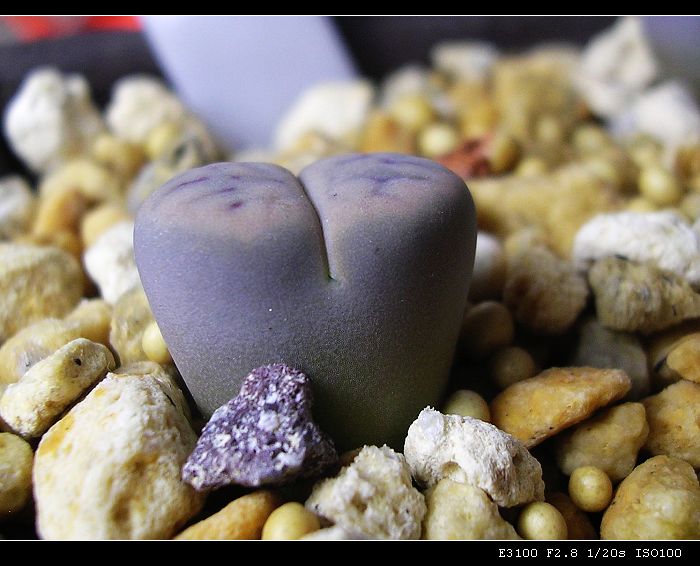 [��ƪ��ֲ��¼]żҲ��PG��������ӭ�����ģ���P9����һ�θ���!��