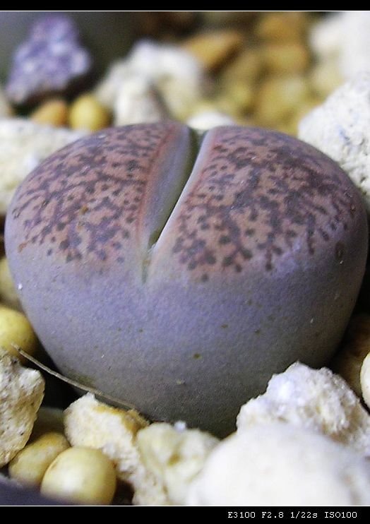 [��ƪ��ֲ��¼]żҲ��PG��������ӭ�����ģ���P9����һ�θ���!��