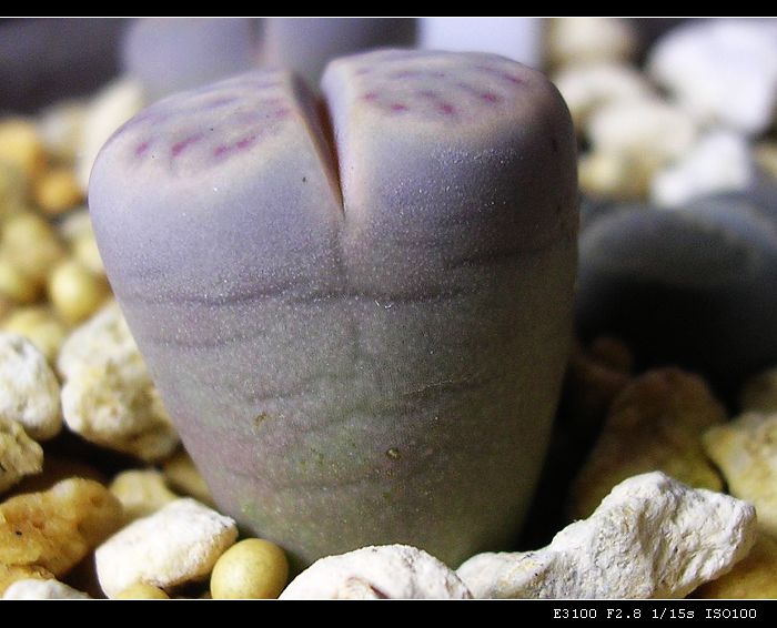 [��ƪ��ֲ��¼]żҲ��PG��������ӭ�����ģ���P9����һ�θ���!��