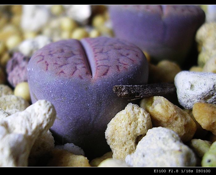 [��ƪ��ֲ��¼]żҲ��PG��������ӭ�����ģ���P9����һ�θ���!��