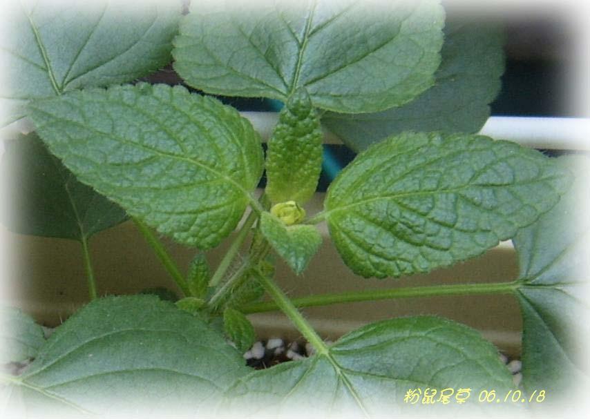 С�������ڳɳ���PP½�������С�P11���¡���