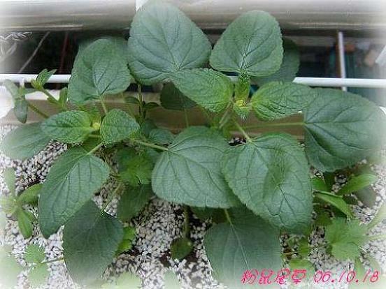 С�������ڳɳ���PP½�������С�P11���¡���