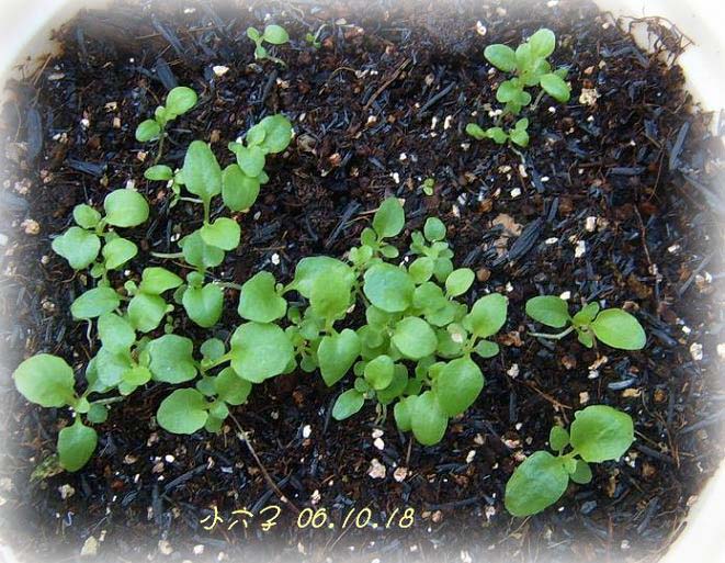 С�������ڳɳ���PP½�������С�P11���¡���