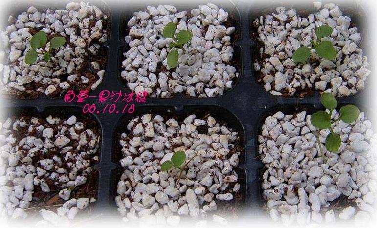 С�������ڳɳ���PP½�������С�P11���¡���