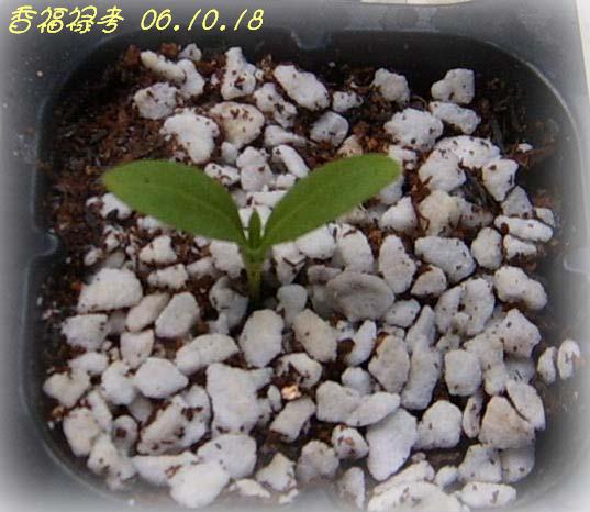 С�������ڳɳ���PP½�������С�P11���¡���