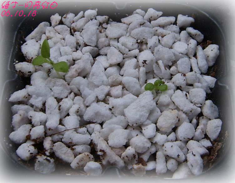 С�������ڳɳ���PP½�������С�P11���¡���