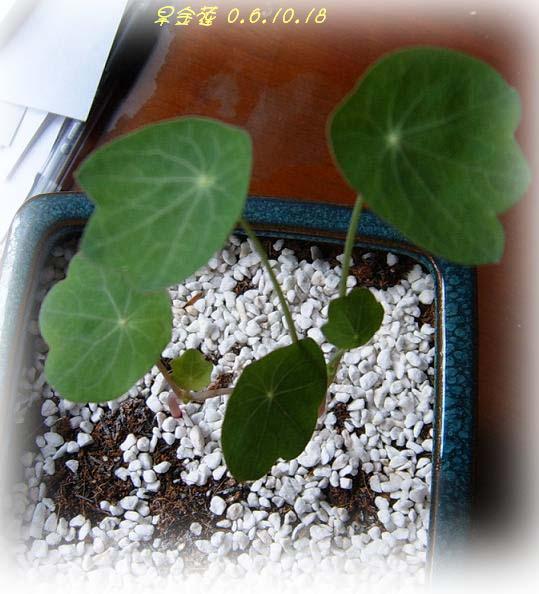 С�������ڳɳ���PP½�������С�P11���¡���