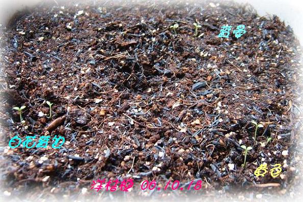 С�������ڳɳ���PP½�������С�P11���¡���