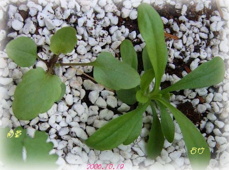 С�������ڳɳ���PP½�������С�P11���¡���