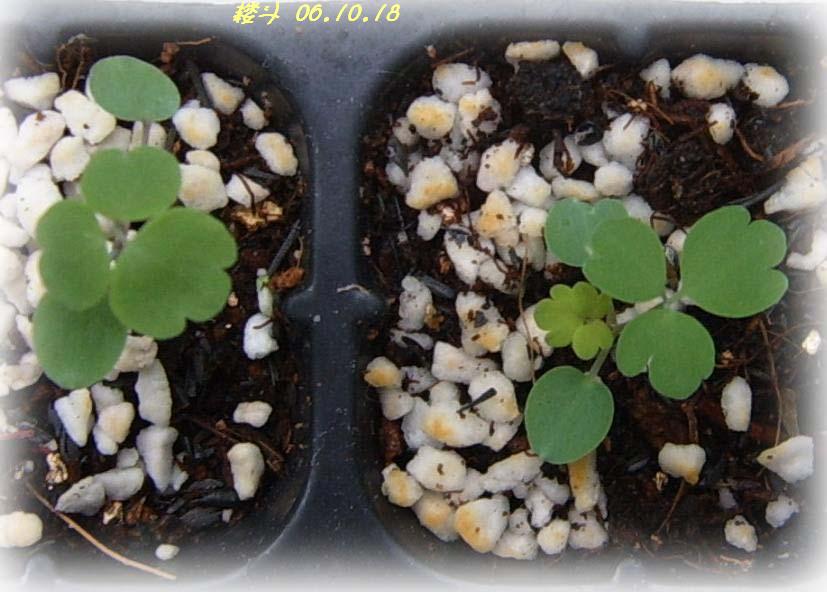 С�������ڳɳ���PP½�������С�P11���¡���