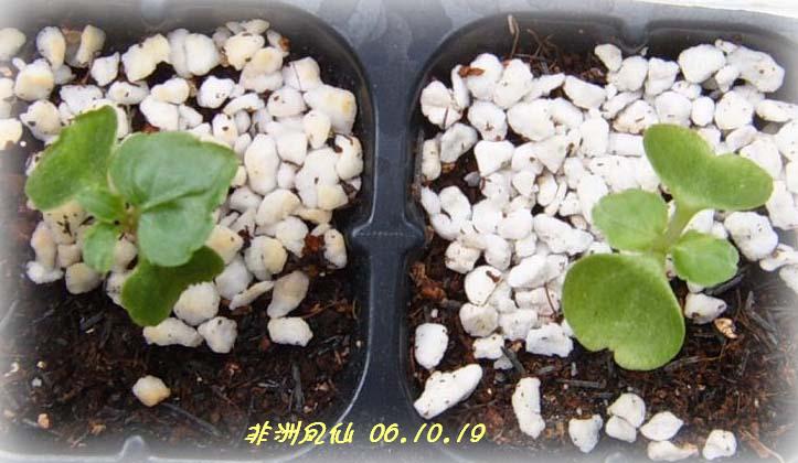 С�������ڳɳ���PP½�������С�P11���¡���