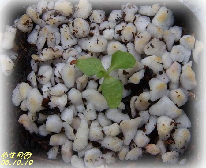 С�������ڳɳ���PP½�������С�P11���¡���