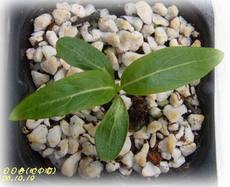 С�������ڳɳ���PP½�������С�P11���¡���