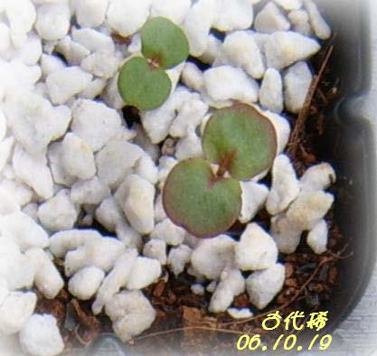 С�������ڳɳ���PP½�������С�P11���¡���