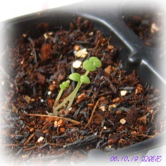 С�������ڳɳ���PP½�������С�P11���¡���