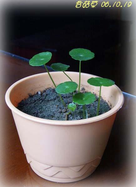 С�������ڳɳ���PP½�������С�P11���¡���