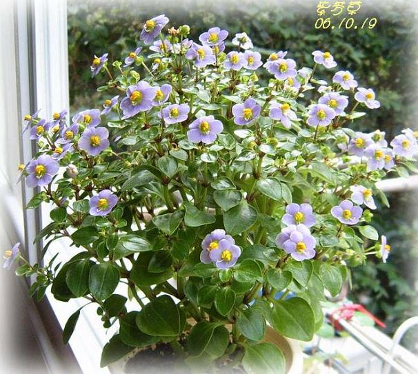 С�������ڳɳ���PP½�������С�P11���¡���