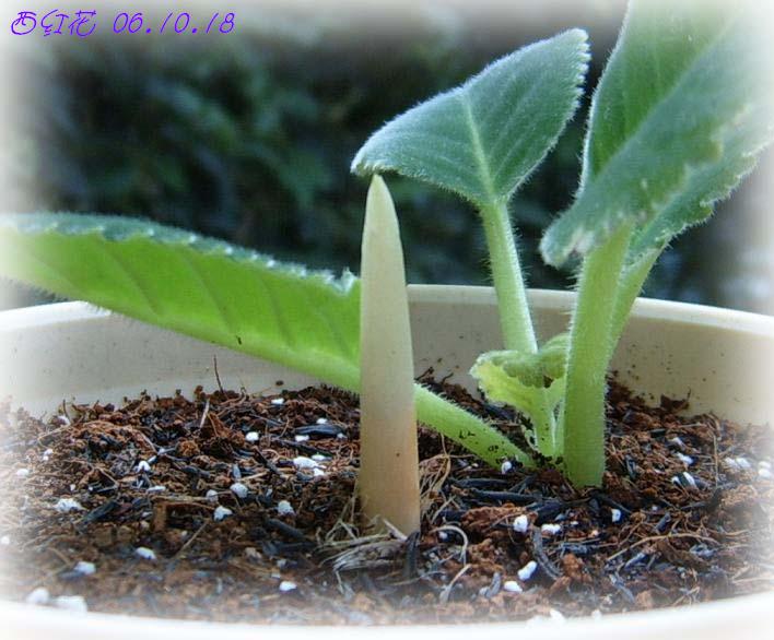 [��ͼ]��ѿ�����ǡ����غ컨��