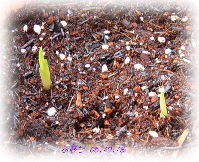 [��ͼ]��ѿ�����ǡ����غ컨��