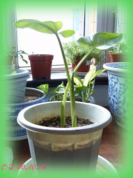 [��ͼ]��ѿ�����ǡ����غ컨��