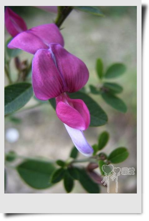 �Ұ�...���ڿ���ɽ�������·��