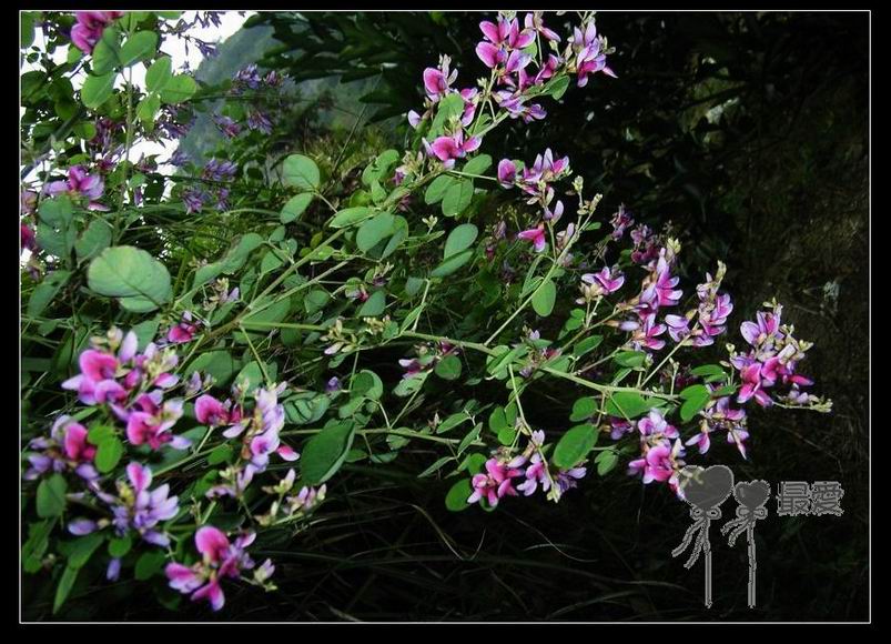 �Ұ�...���ڿ���ɽ�������·��