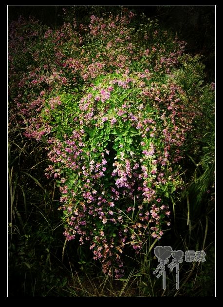 �Ұ�...���ڿ���ɽ�������·��