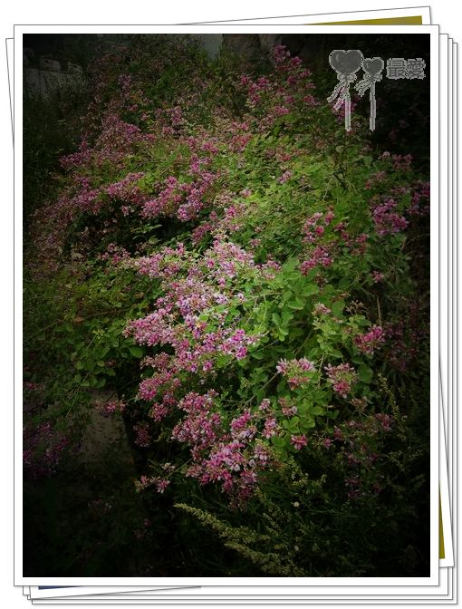 �Ұ�...���ڿ���ɽ�������·��