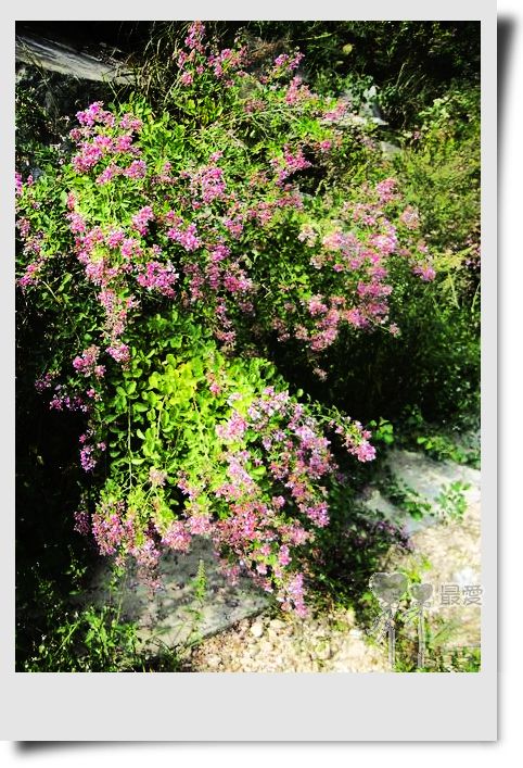 �Ұ�...���ڿ���ɽ�������·��