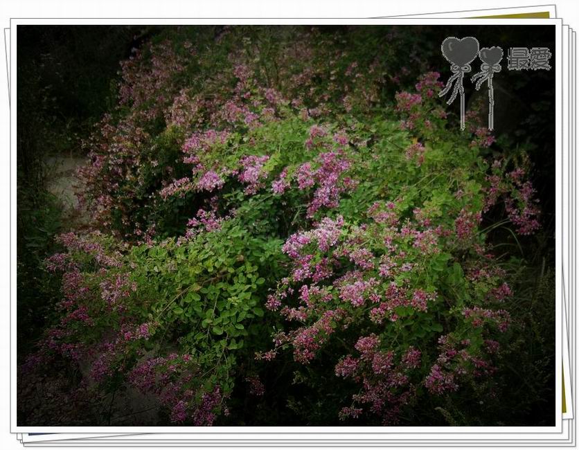 �Ұ�...���ڿ���ɽ�������·��