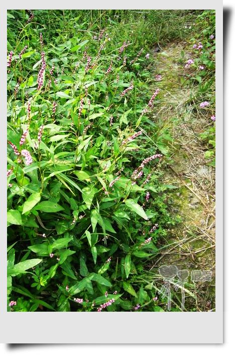 �Ұ�...���ڿ���ɽ�������·��