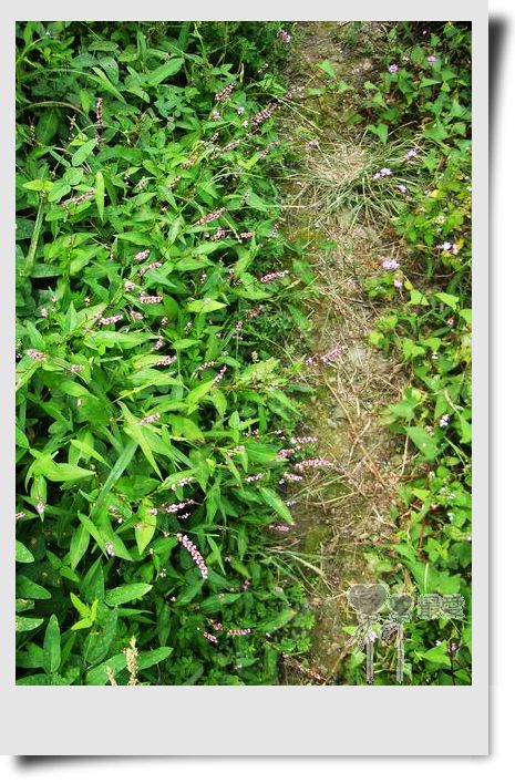 �Ұ�...���ڿ���ɽ�������·��