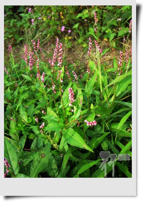 �Ұ�...���ڿ���ɽ�������·��