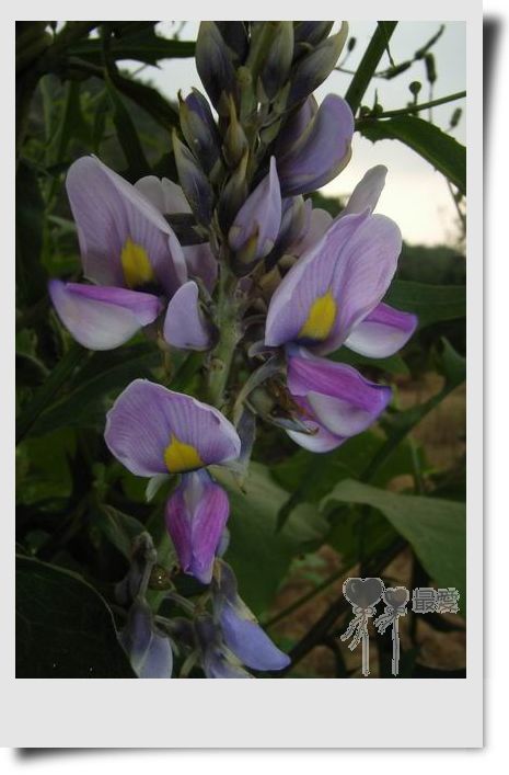 �Ұ�...���ڿ���ɽ�������·��