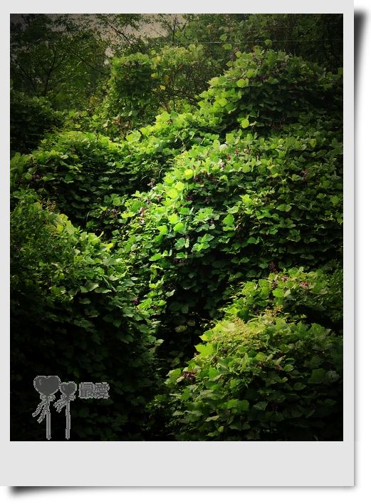 �Ұ�...���ڿ���ɽ�������·��