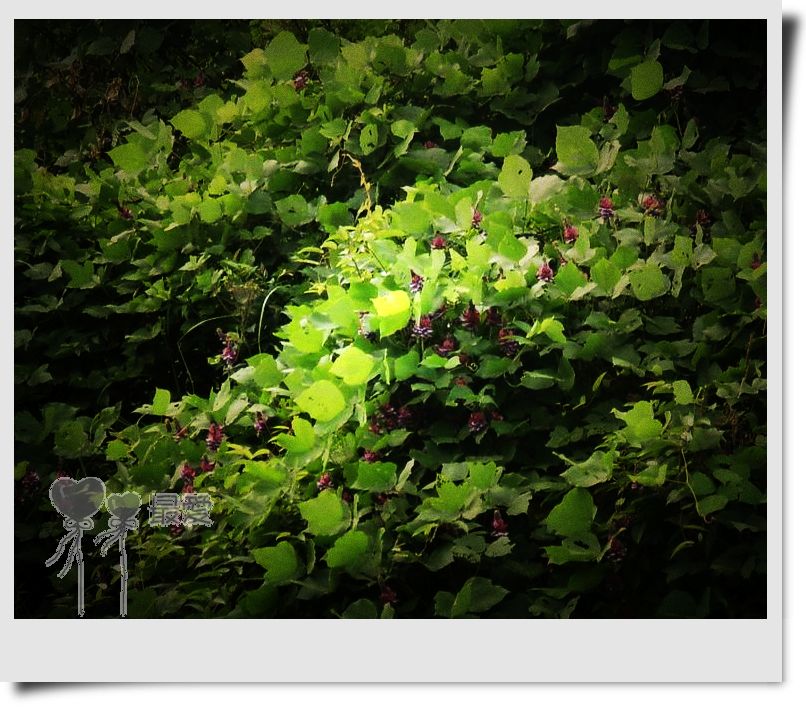 �Ұ�...���ڿ���ɽ�������·��