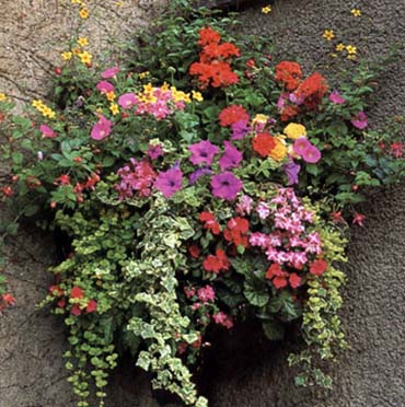 ���ص���