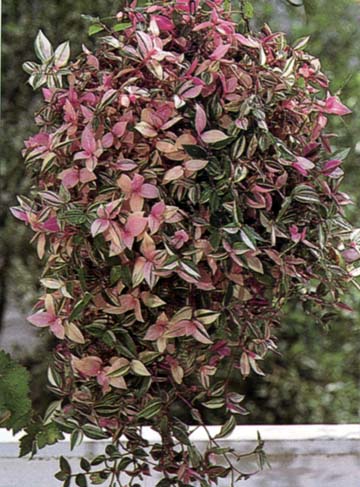 ���ص���