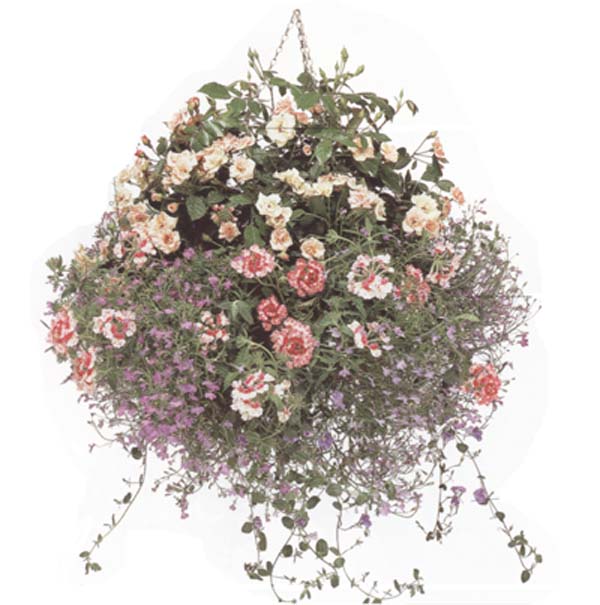 ���ص���