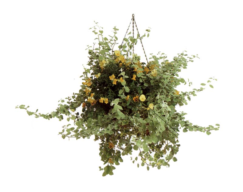 ���ص���