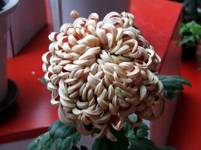 [ԭ��]������԰��--�ջ�ƪ