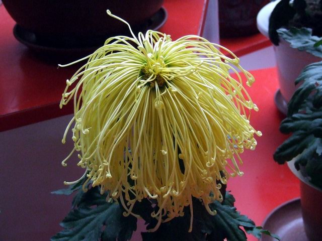 [ԭ��]������԰��--�ջ�ƪ