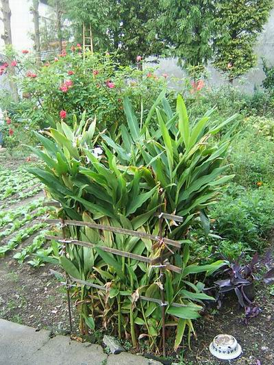 ��һ���Ƚ����ǵ�����--���ڽ���