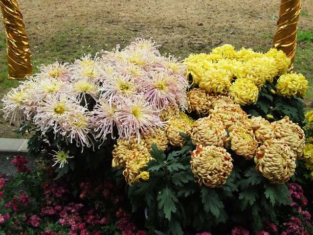 [ԭ��]������԰��--�ջ�ƪ