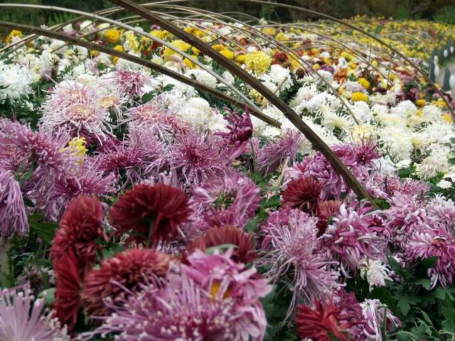 [ԭ��]������԰��--�ջ�ƪ