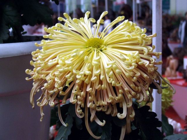 [ԭ��]������԰��--�ջ�ƪ